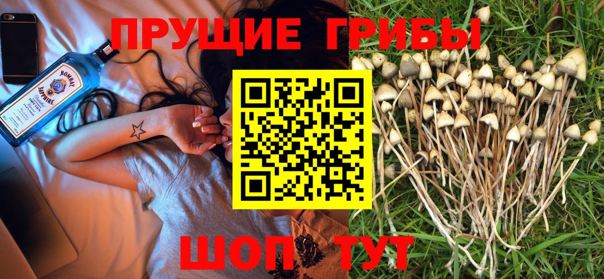 Сызрань  Галлюциногенные грибы Cubensis  Вход с VPN 